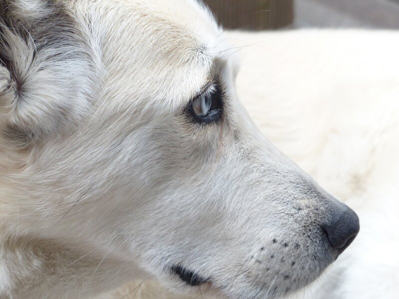 close-up of white dog