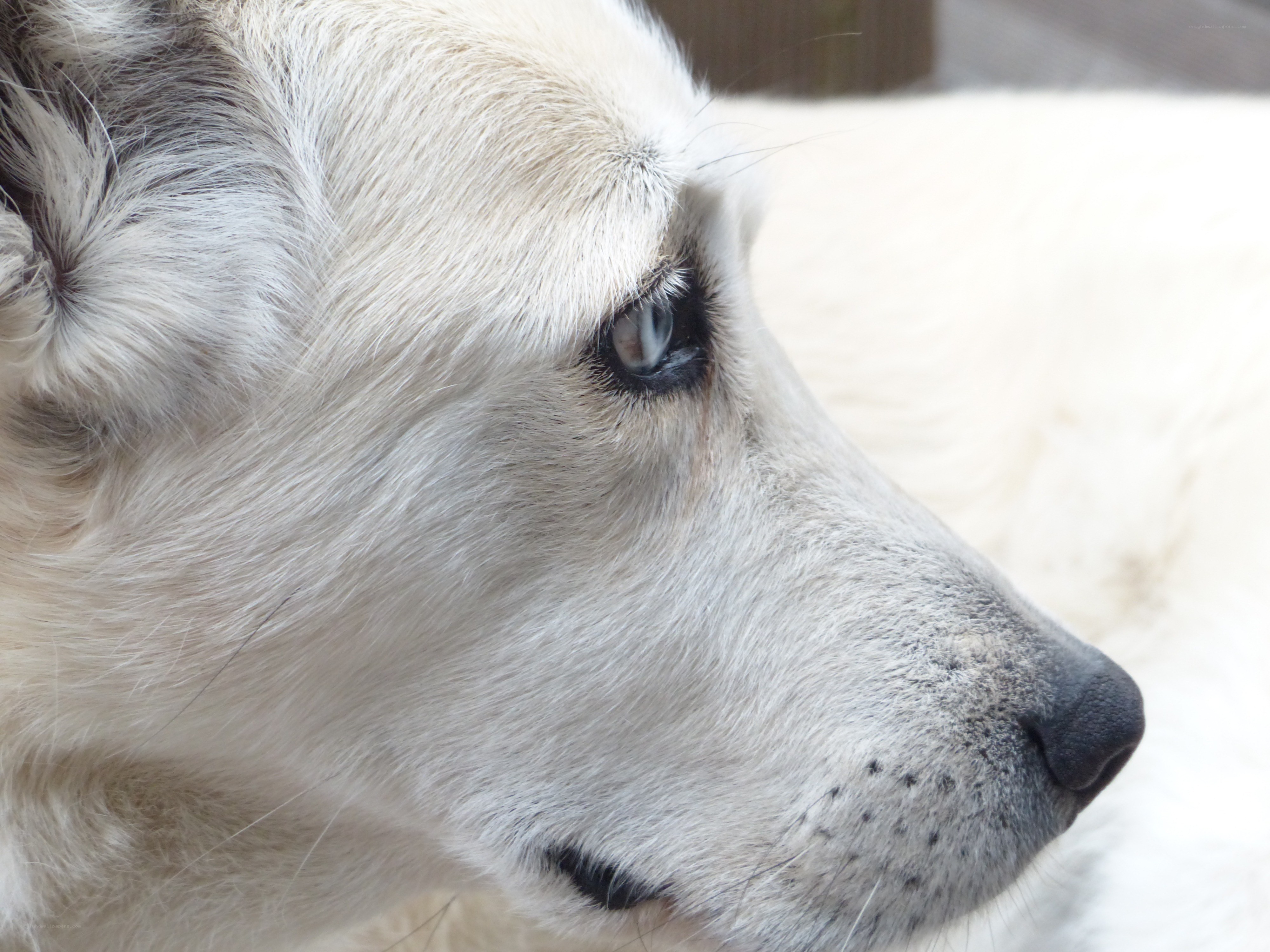 close-up of white dog
