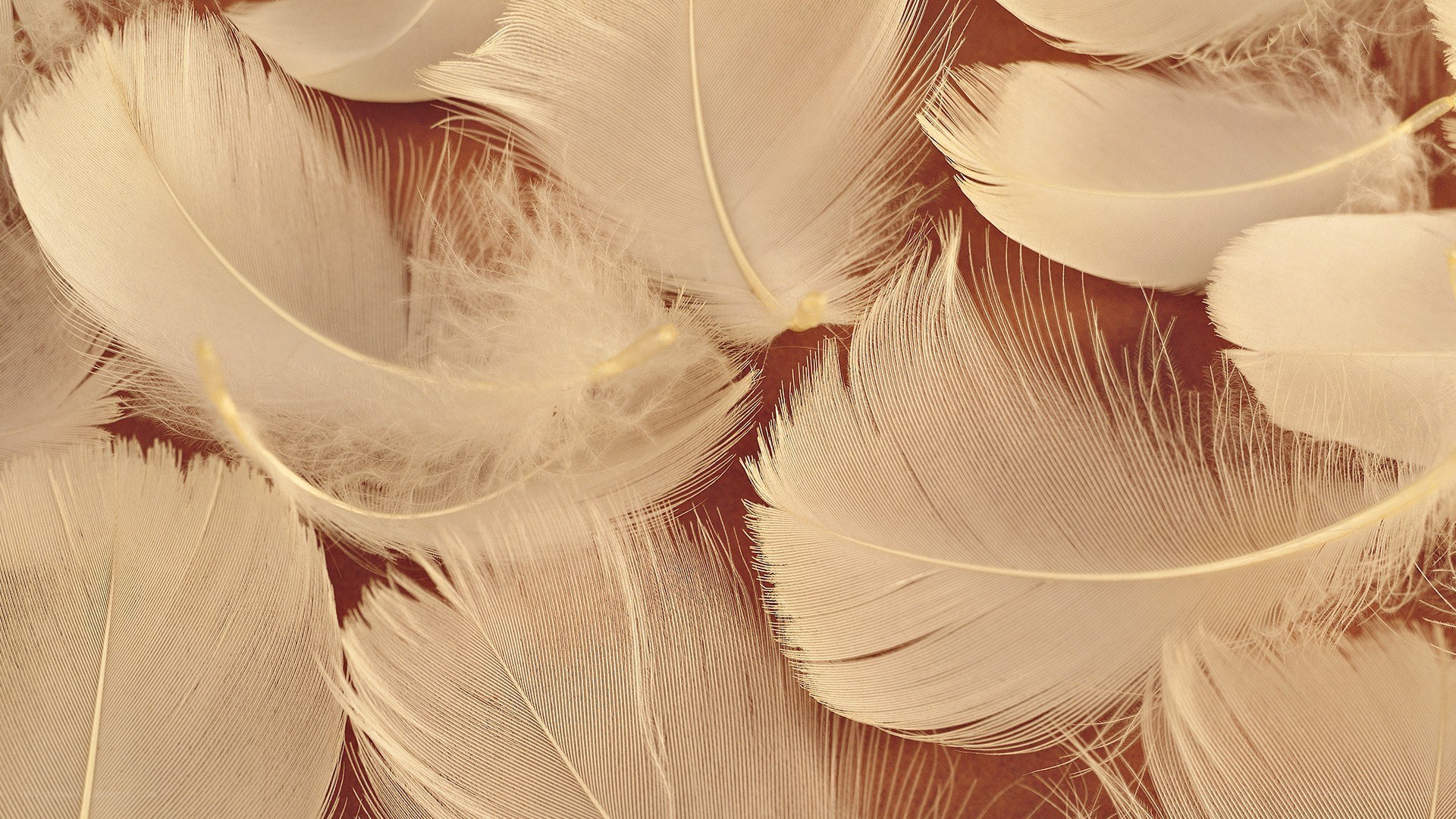 Close-up of white feathers