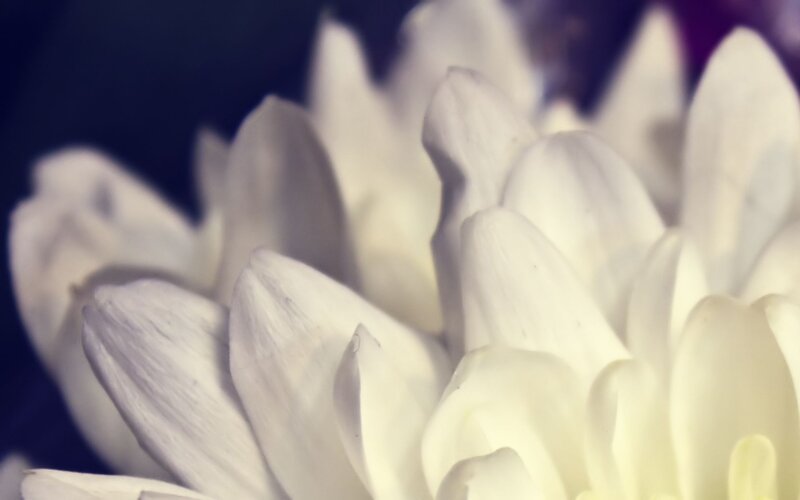 close-up of white flower