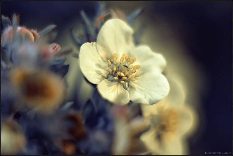 Close-up of white flower