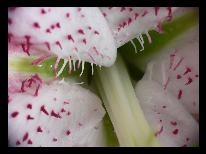 close-up of white flower