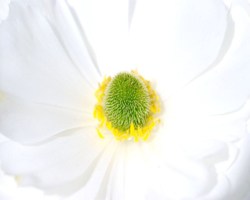 close-up of white flower