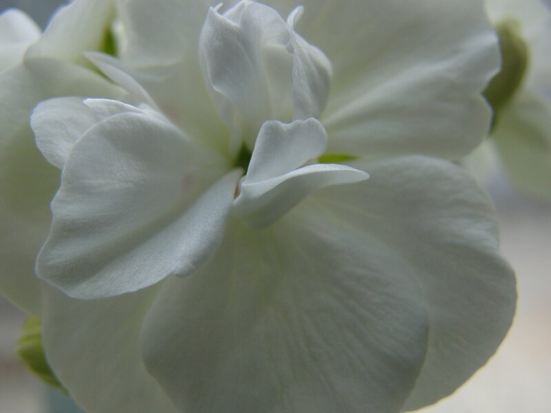close-up of white flower