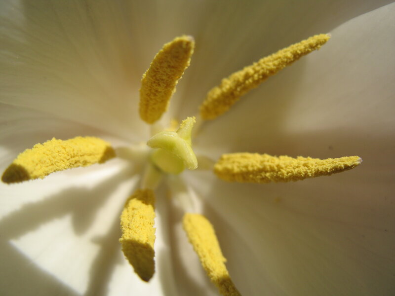 close-up of white flower