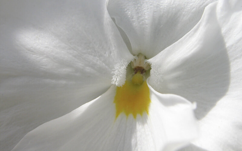 close-up of white flower