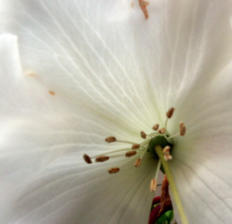 close-up of white flower