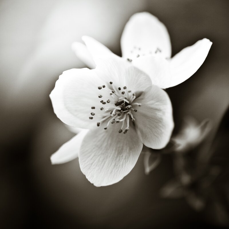 close-up of white flower