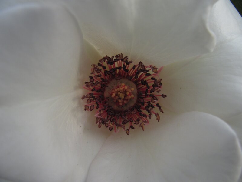 close-up of white flower