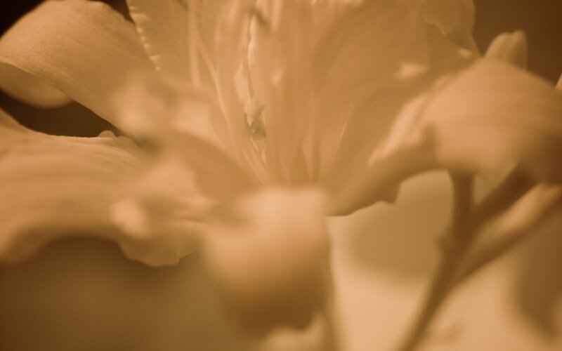 Close-up of White Flower — Beige, Soft
