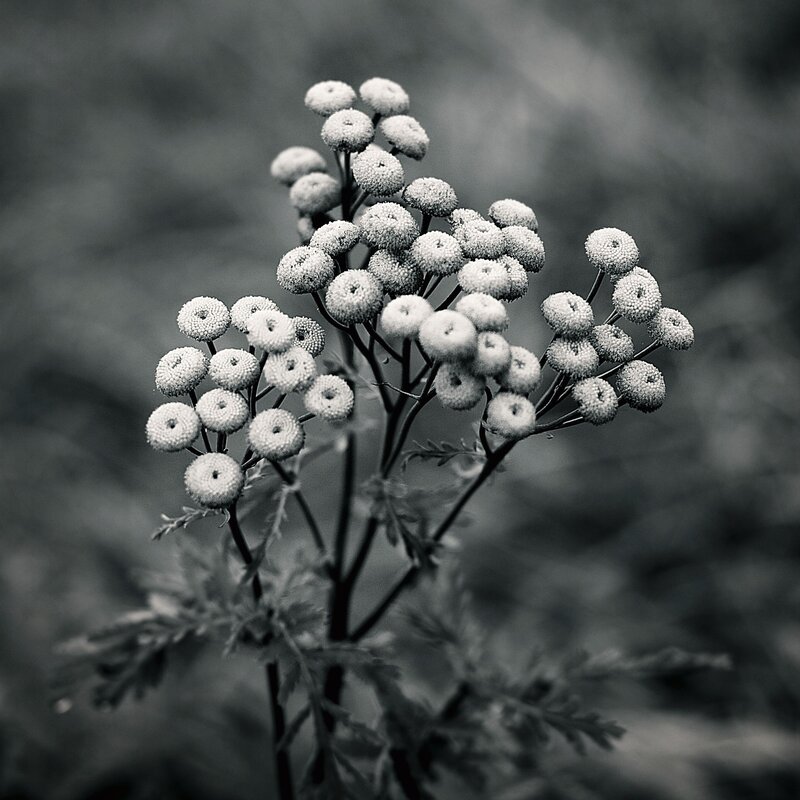 Close-up of white flower buds