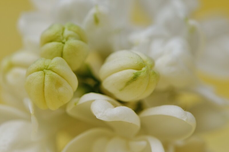Close-up of white flower buds