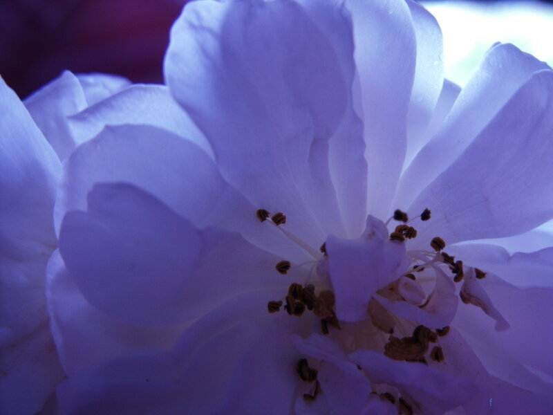 Close-up of White Flower — Calm