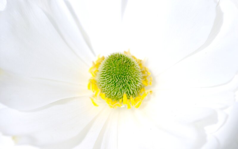 close-up of white flower center