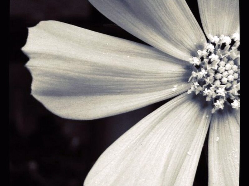 Close-up of White Flower — Dramatic, Photograph, Petals