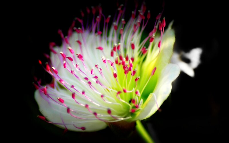 Close-up of White Flower — Dramatic, Photograph