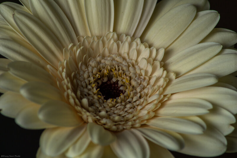Close-up of White Flower — Dramatic