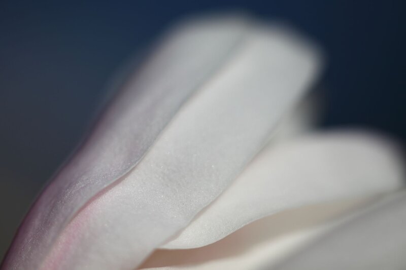 Close-up of white flower petals