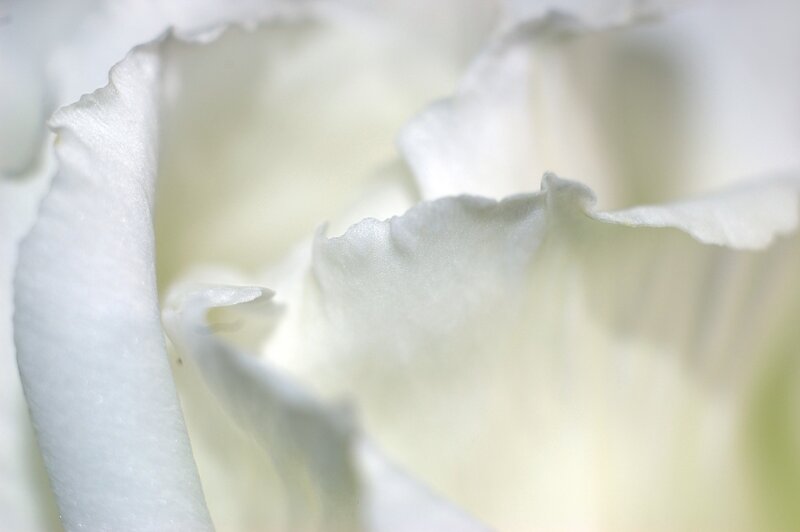 Close-up of white flower petals