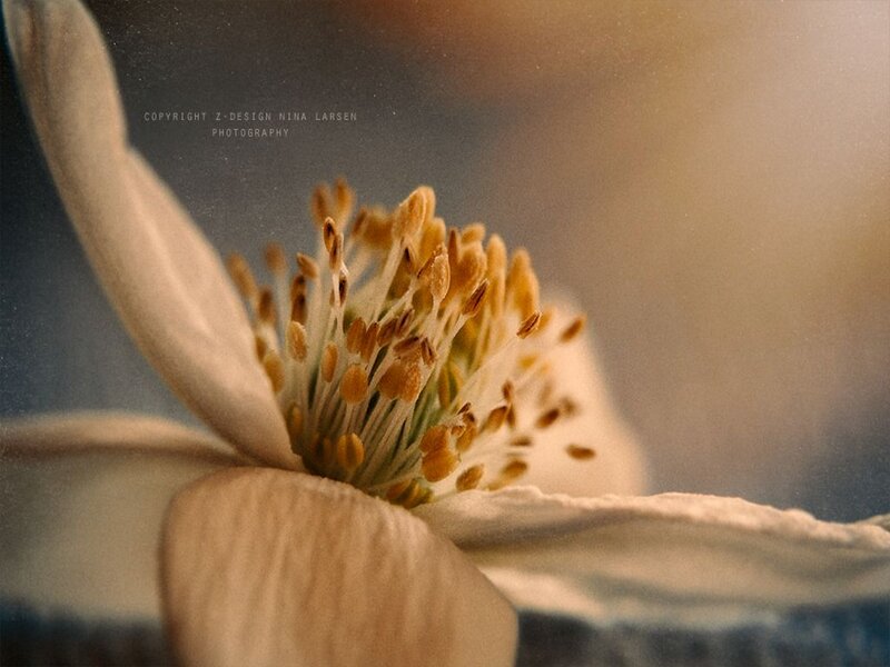 Close-up of White Flower — Serene, Photograph, Petals