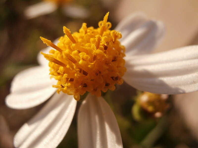 Close-up of White Flower — Serene