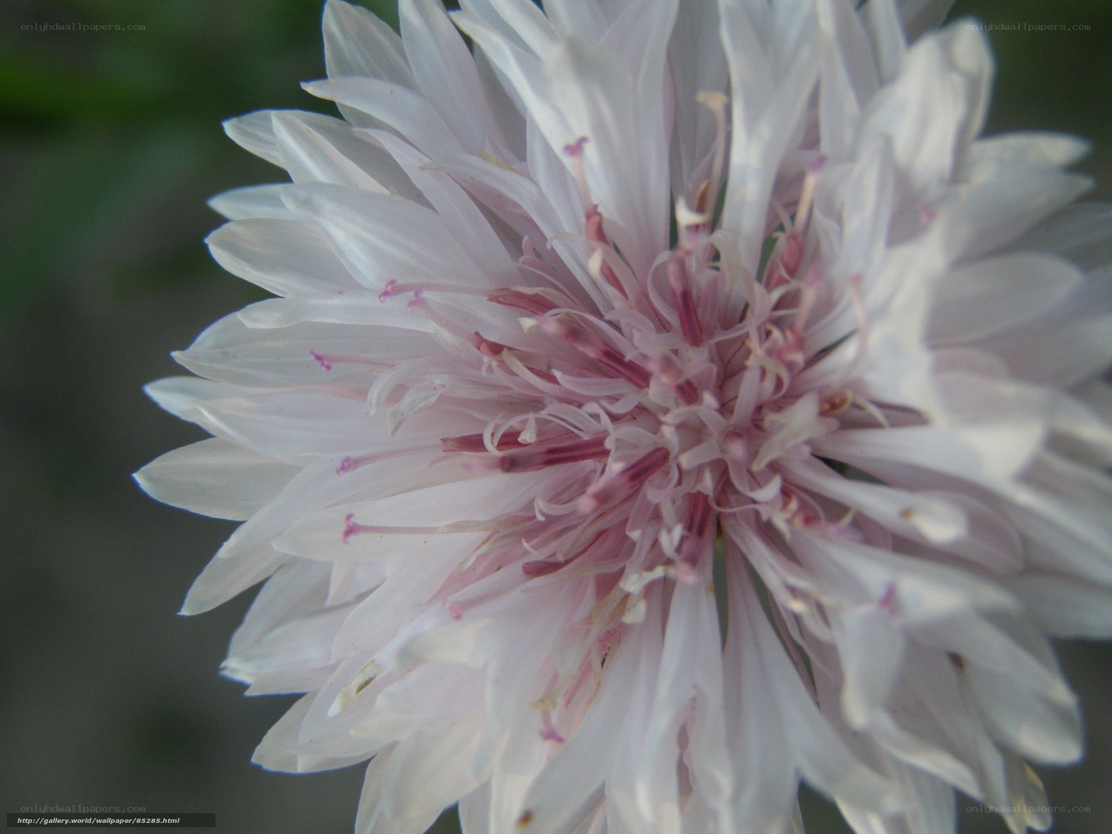 close-up of white flower