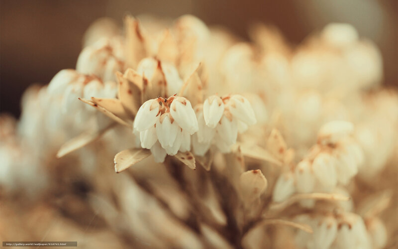 Close-up of white flowers