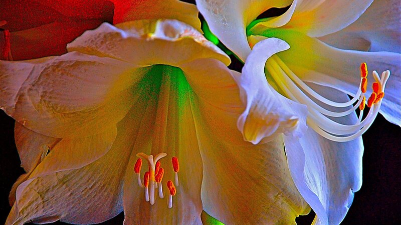 Close-up of white flowers