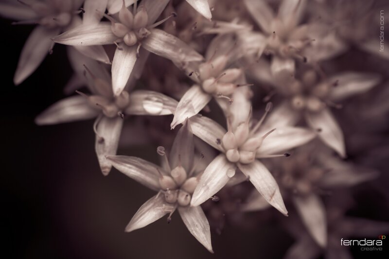 Close-up of white flowers