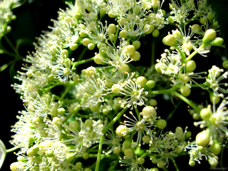 close-up of white flowers