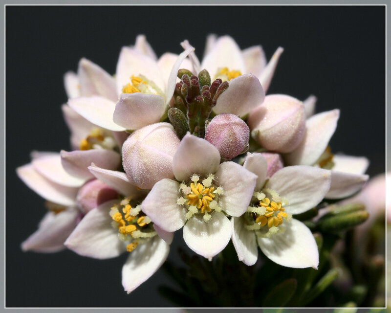 Close-up of white flowers