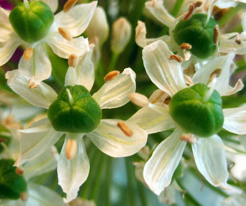Close-up of White Flowers — Natural, Photograph