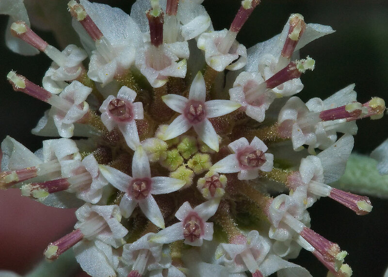 Close-up of White Flowers — Natural