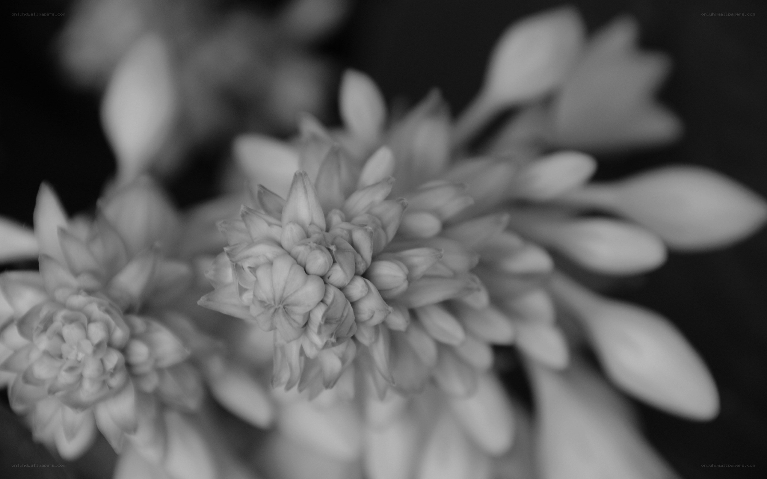 Close-up of white flowers