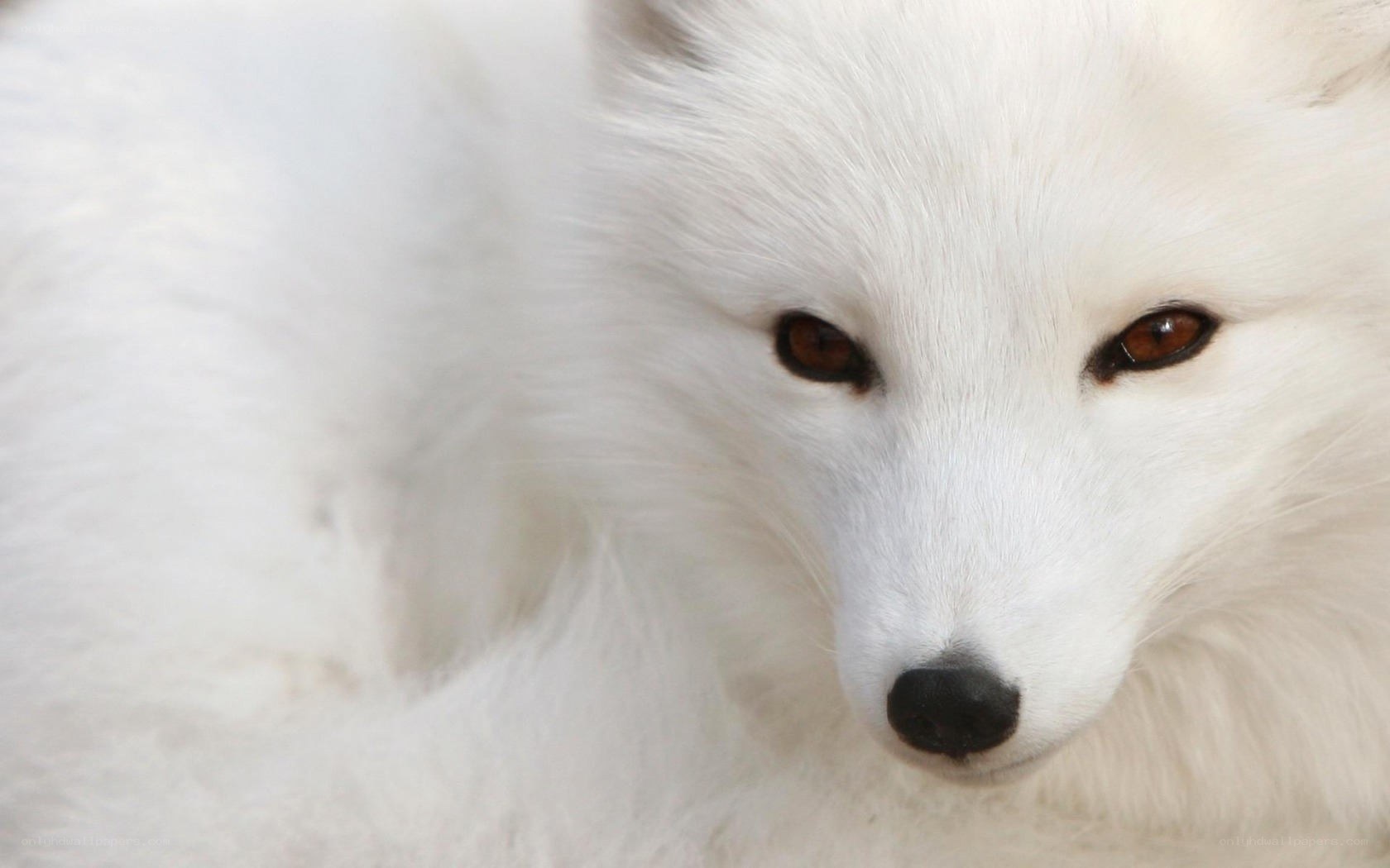 close-up of white fox