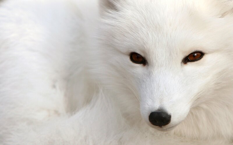 close-up of white fox
