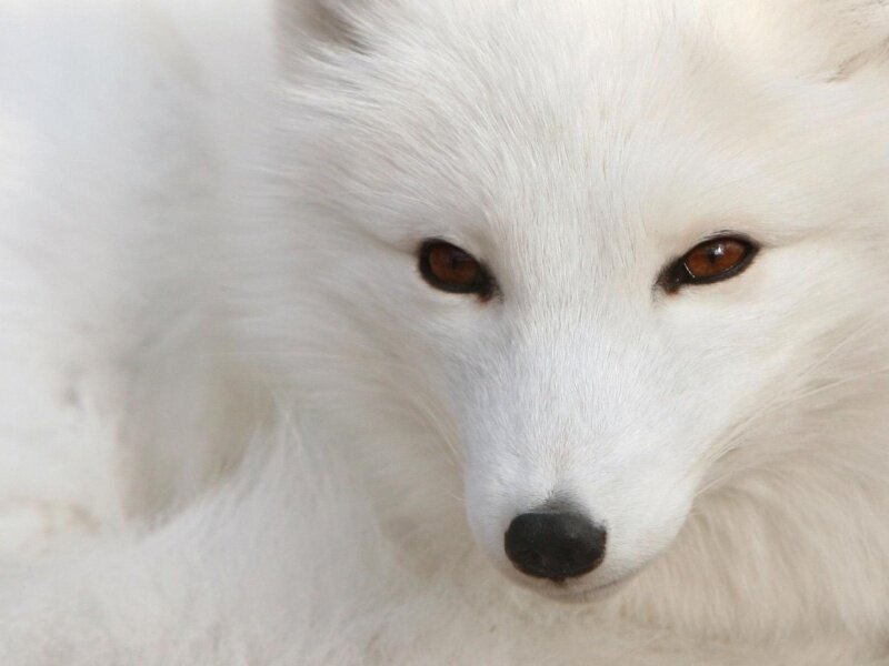 close-up of white fox