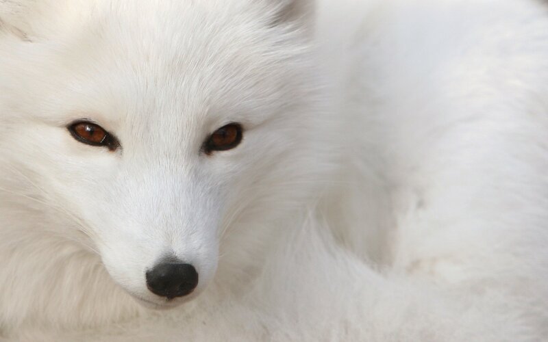 close-up of white fox