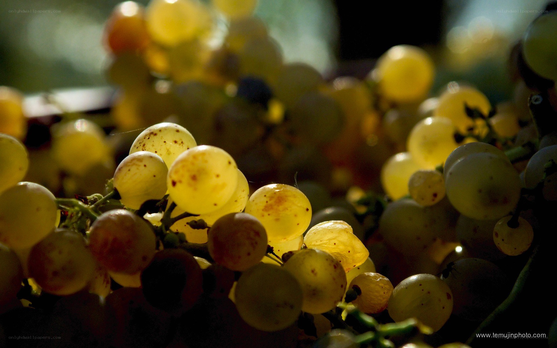 close-up of white grapes