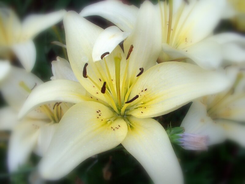 Close-up of white lilies