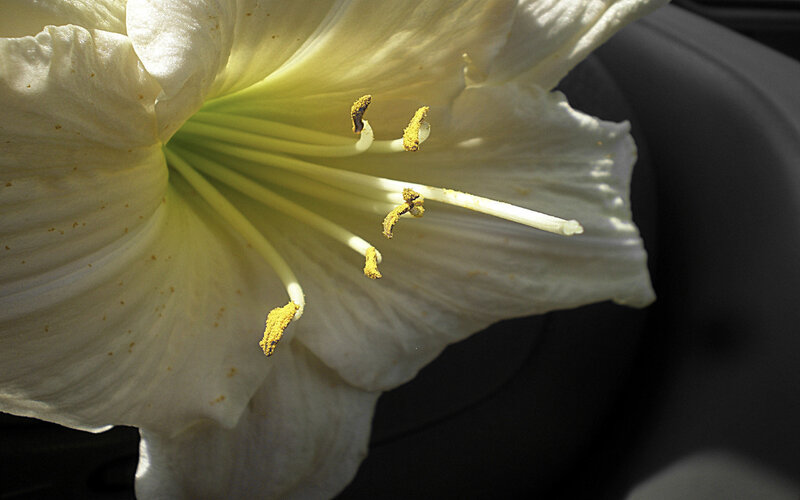 close-up of white lily flower