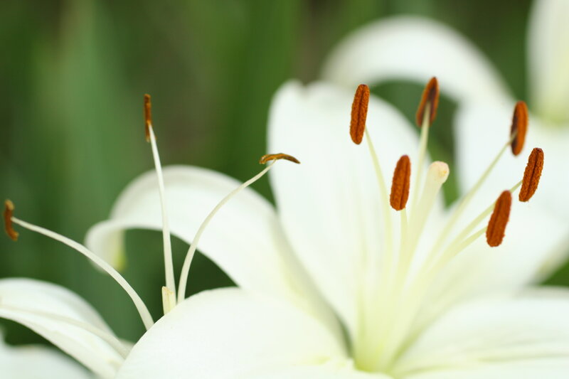 close-up of white lily flower