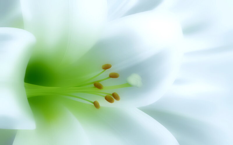 close-up of white lily flower