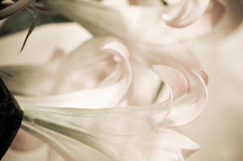 close-up of white lily petals