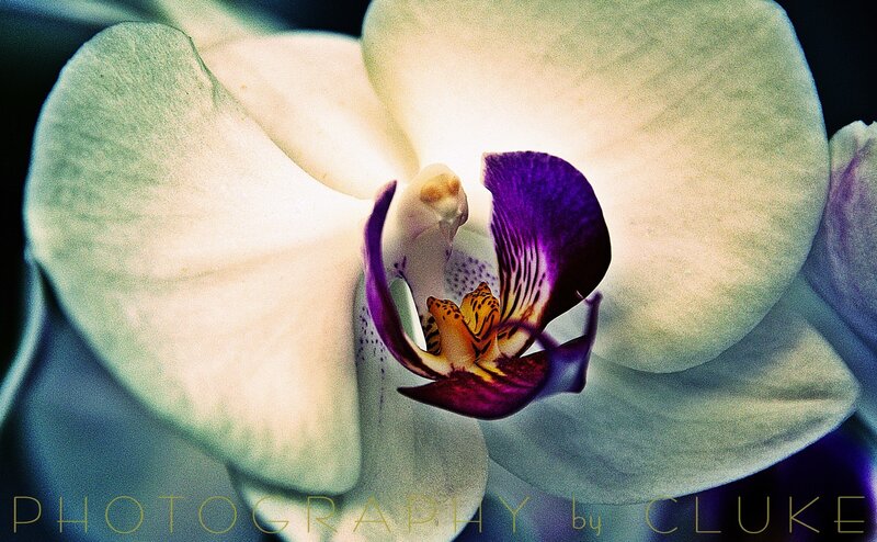 close-up of white orchid