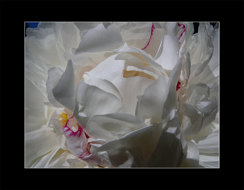 close-up of white peony flower