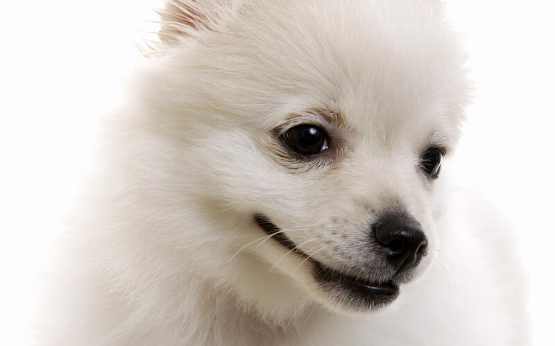 close-up of white puppy
