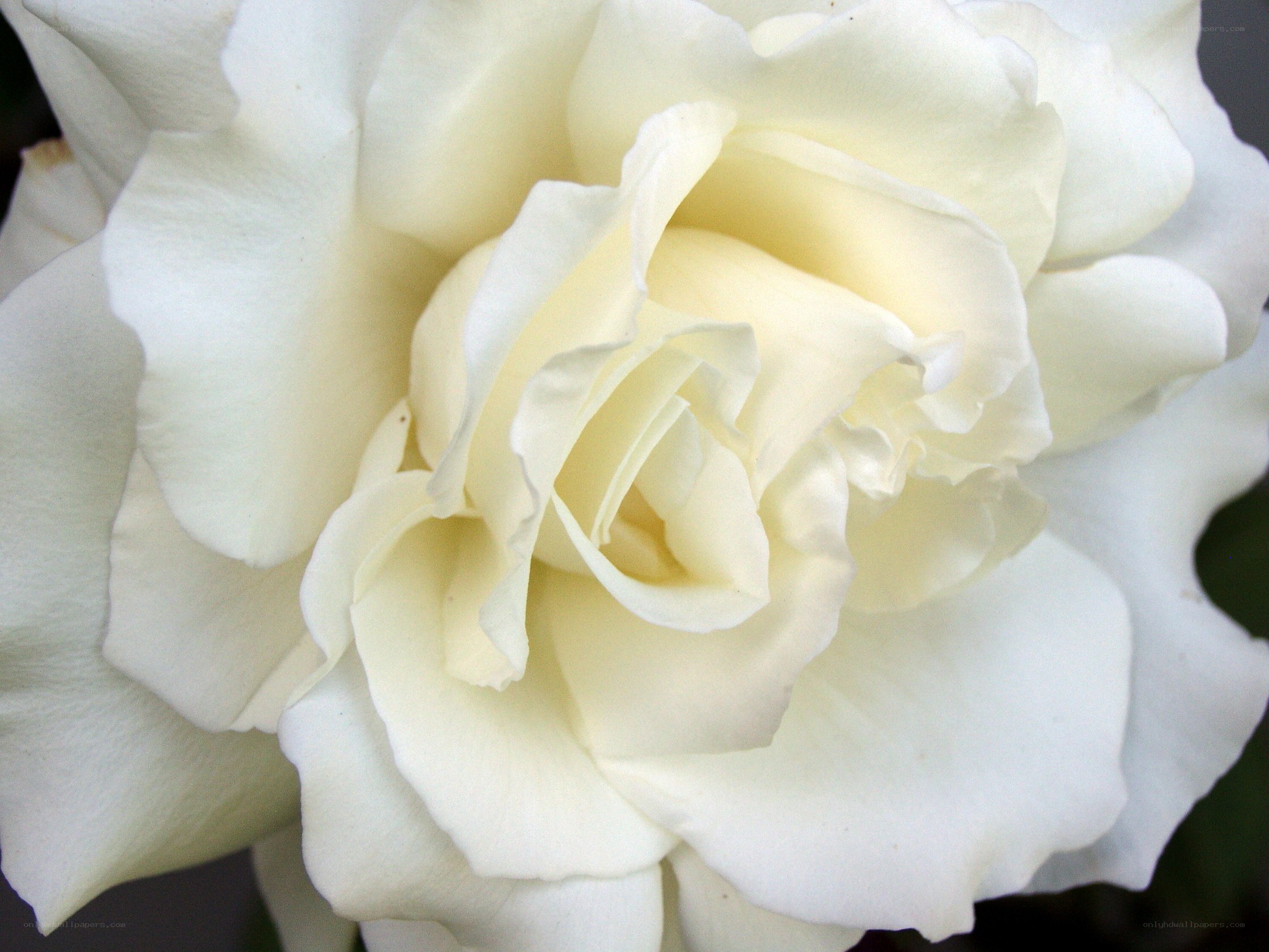 close-up of white rose