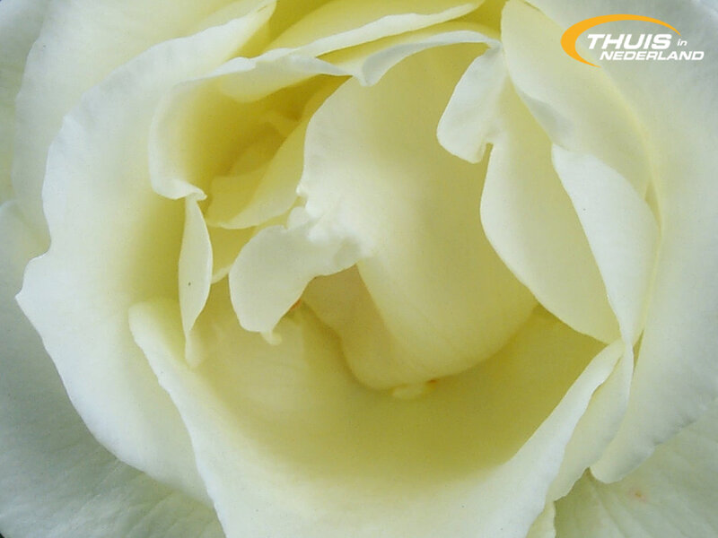 Close-up of White Rose — Calm