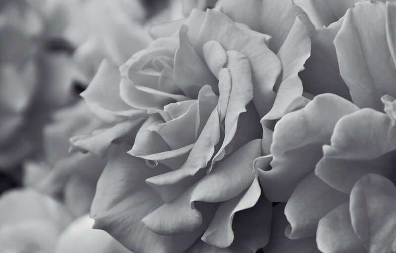 Close-up of White Rose — Gray